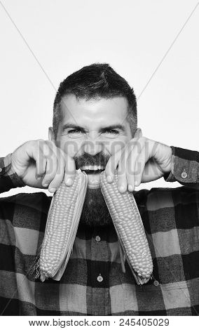 Man With Beard Holds Ripe Corn Cobs Isolated On White Background. Farmer With Cheerful Face Holds Ye
