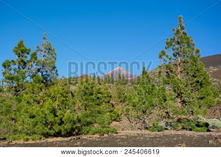 Beautiful View Of The Parque Nacional Del Teide On Tenerife. Teide Volcano On The Background.