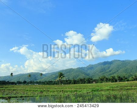 Beautiful Scenery In The Rice Fields, Desa Sibowi, Kecamatan Biromaru, Kabupaten Sigi, Sulawesi Teng