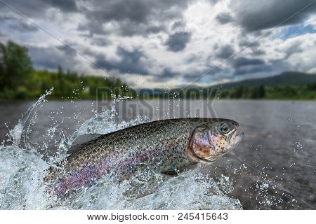 Fishing. Rainbow Trout Fish Jumping With Splashing In Water