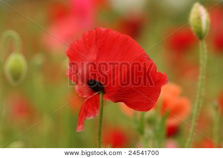 Mohn-Blume