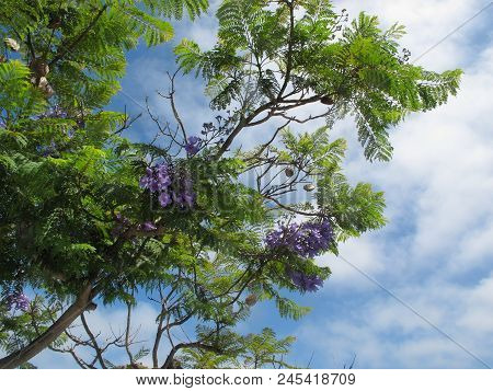 Purple Blossoms Of Jacaranda Tree Of San Diego County With Cloudy Blue Sky In Background,  Jacaranda