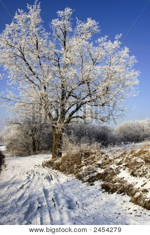 Frosty Landschaft