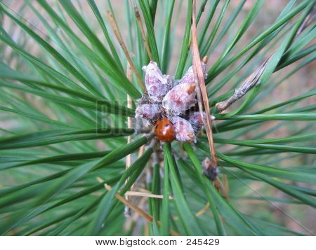 Die Pine-Tree-Rosette