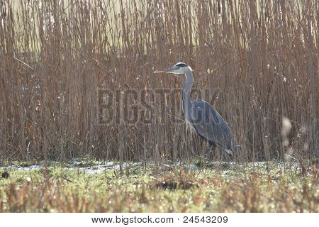 Reiger