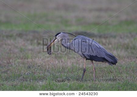 Reiger