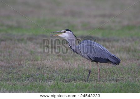 Reiger