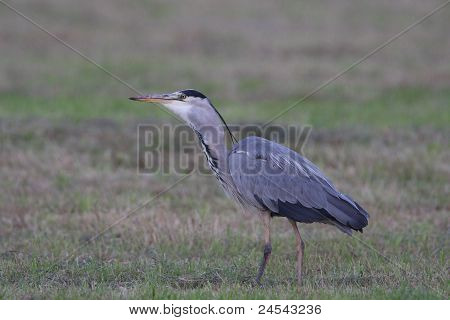 Reiger