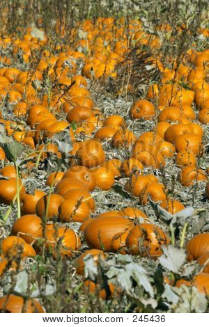 Calabazas maduras