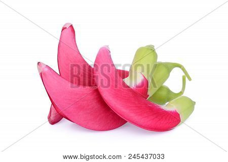 Red Agasta (sesban) Vegetable Isolated O White Background