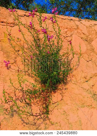 Clump Of Wild Pink Snapdragons Growing On Wall In Andalusian Countryside, Spain