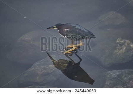 Least Bittern (ixobrychus Exilis) Or Green Heron (butorides Virescens) Ped On Rocks Ready To Strike,