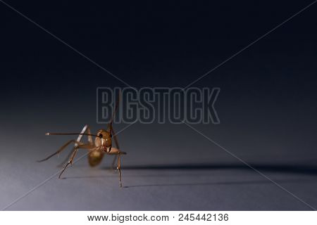 Big Ant With Sharp Jaw Close Up View On Gray Background