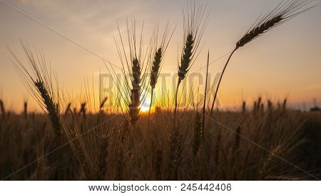 Ears Of Wheat Against The Blue Sky