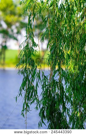 Lake And Green Meadow Near The Water In Sunny Day