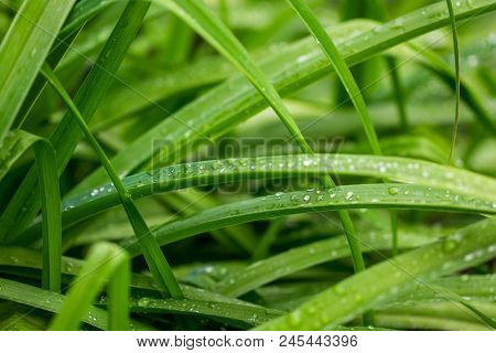 Background Of Dew Drops On Bright Green Grass.