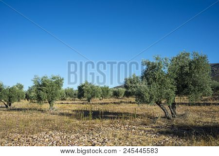 Olive Groves In La Mancha, Ciudad Real, Spain