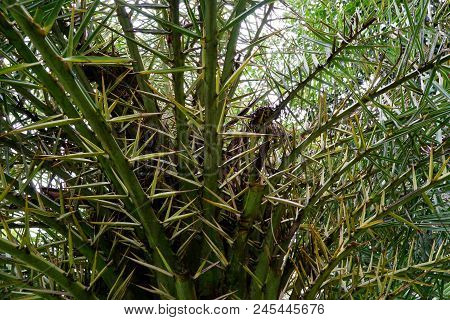 Soft Focus Of Leaves Date Palm Tree Or Phoenix Dactylifera As A Background, Soft Focus Of Branch And