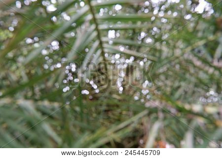Abstract Of Leaves Date Palm Tree Or Phoenix Dactylifera As A Background