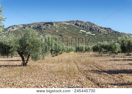 Olive Groves In La Mancha, Ciudad Real, Spain, With Toledo Mountains In The Background.