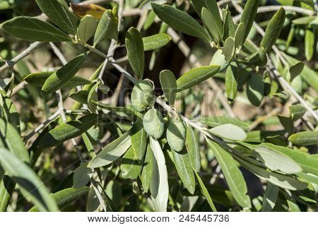Olives Of The Cornicabra Variety On The Branch. Photo Taken In Ciudad Real Province, Spain