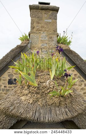Close-up Of Iris On A Thachted Roof Of A Typical House Of Normandy, France