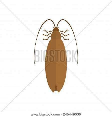 Cockroach Isolated. Insect On White Background. Beetle. Bug Vector Illustration