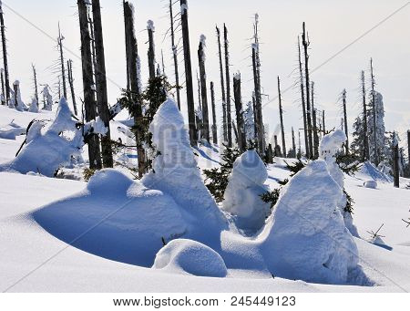 Landscape Of The Bavarian Forest In Winter Whit Snow Old Trunk And Treek