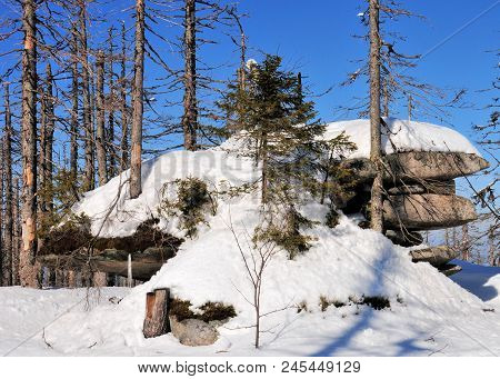 Landscape Of The Bavarian Forest In Winter Whit Snow Old Trunk And Treek