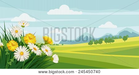 Spring Beautiful Scenery, Fields, Chamomile Flowers Dandelions