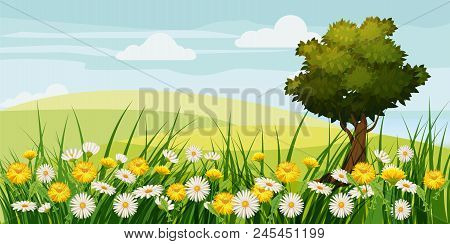 Spring Beautiful Scenery, Fields, Chamomile Flowers Dandelions