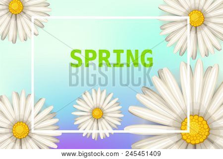 Daisies Flowers Spring Background, Cartoon Style, Vector, Illustration, Flyer, Banner