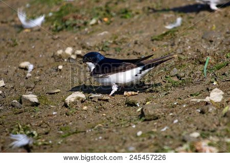 A House Martin Collecting Mud In Its Beak