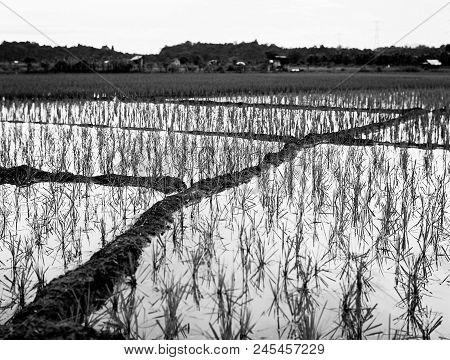 Padi Fields Of Skudut Village, Kuching, Sarawak, Malaysia.