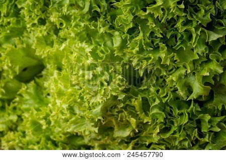 Seamless Abstract Background. Green Salad Leaves Background. Fresh Lettuce Leaves Close-up Or Macro