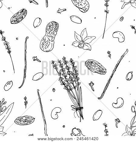 Pattern Nuts And Spices Line Drawn On A White Background. Sketch Of Food. Walnut, Cocoa Beans, Vanil