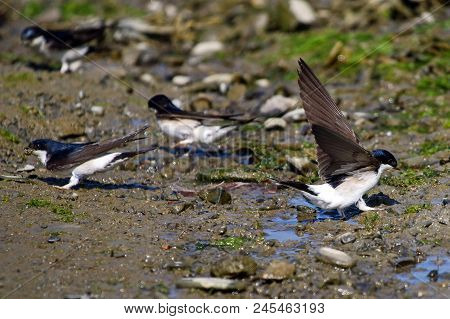 A Flock Of House Martins Landing On Mud