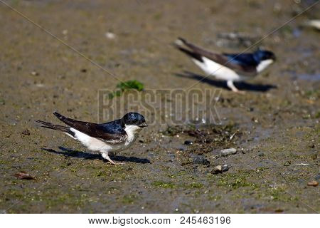 A Pair Of House Martins On A Tidal Mud Flat