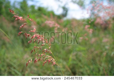 Red Grass Flower Against Green Background From Natural Background