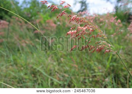 Red Grass Flower Against Green Background From Natural Background