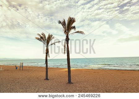 Two Palm Tree In The Beach At Sunset In Guardamar Del Segura, Alicante,spain