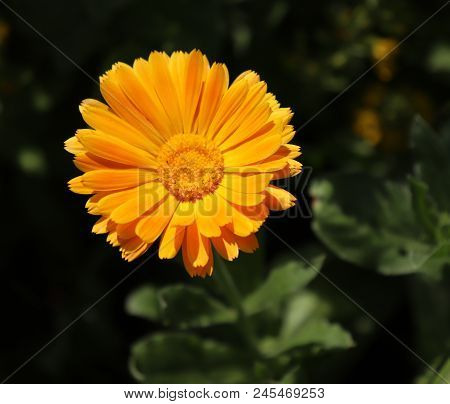 Common Marigold Is A Common Name For Several Plants In The Asteraceae Family Cultivated As Ornamenta