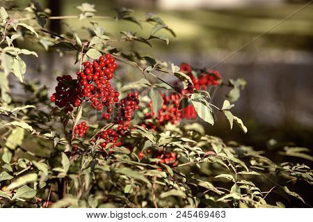 Sunny Shrub Of Red Fruits In The Parck