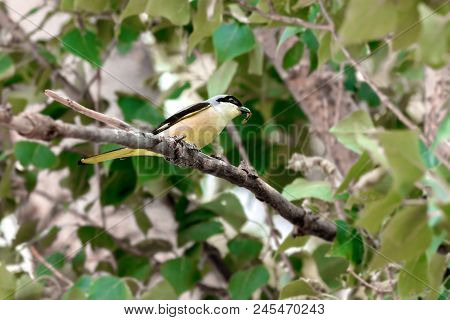 Image Of A Bird Of The Wild Lanius Schach On A Branch With An Insect In Its Beak