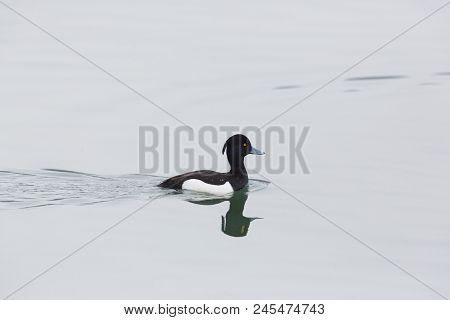 One Natural Swimming Male Tufted Duck (aythya Fuligula) Mirrored On Water