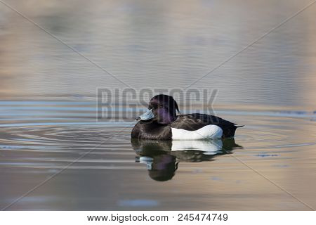 Male Natural Tufted Duck (aythya Fuligula) Sleeping On Water, Eyes Closed