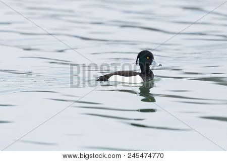 One Natural Male Tufted Duck (aythya Fuligula) Swimming In Water, Waves