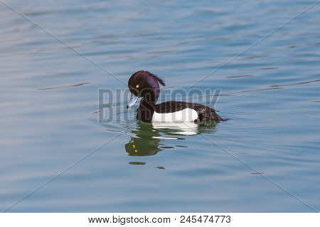 Male Tufted Duck (aythya Fuligula) Swimming In Blue Water, Sunshine