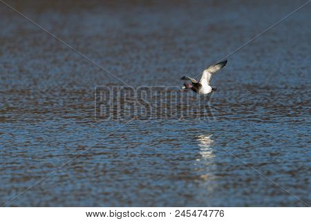 Male Tufted Duck (aythya Fuligula) Flying Over Water Surface In Sunshine