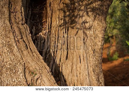 Detail Of A Hollow Trunk Of An Olive Tree